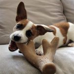 Tall Tails Bacon Antler Chew Dog Toy - Image 4