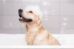Cozy Clean Grooming - Image 3
