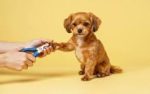 Cozy Care Grooming - Image 6