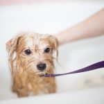 A la Carte' Grooming Services