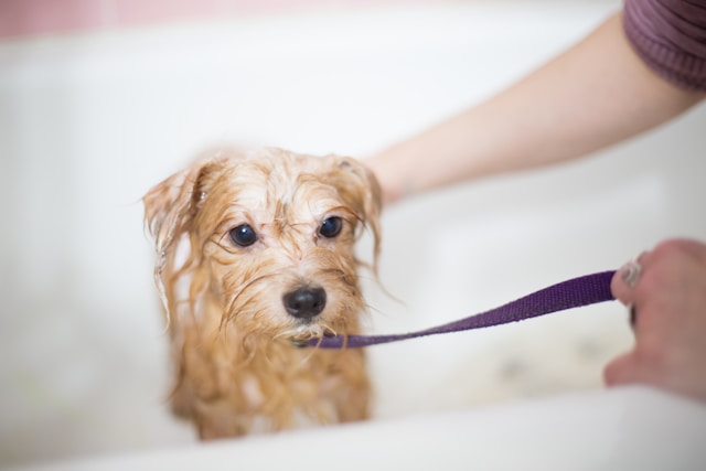benjamin-lehman-qwIeh5M8bF8-unsplash.jpg A la Carte' Grooming Services - Image 1